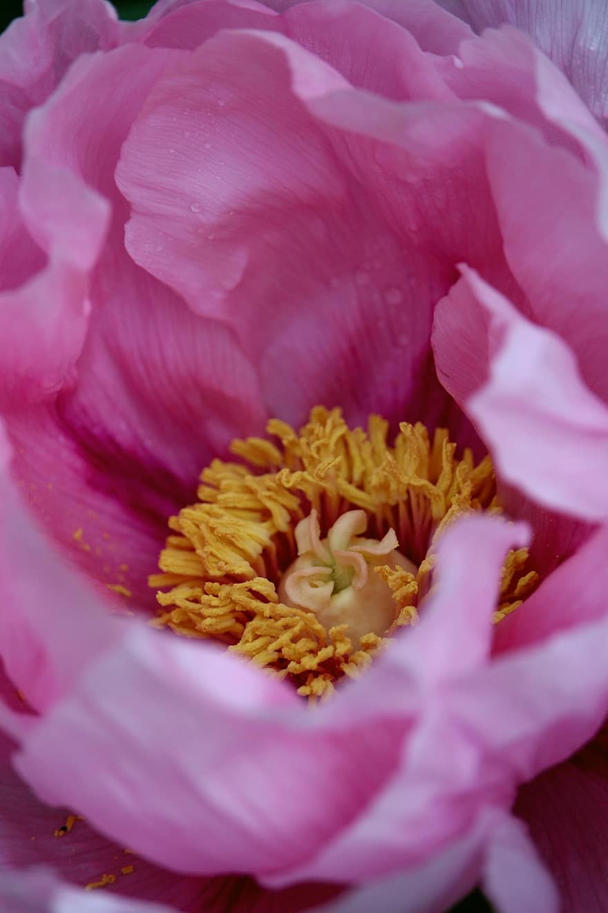 пион, розовый пион, розовый цветок, цветок, цвести, цветение, природа, сад, весна, красота, цветущий куст