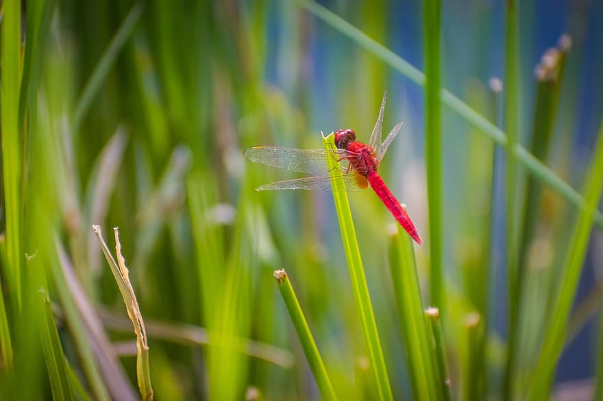 κόκκινο skimmer, λιβελούλα, γρασίδι, Ruddy Marsh Skimmer, έντομο, φύλλα, φυτό, φύση