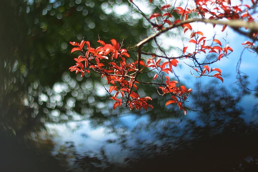 ใบไม้, ใบสีแดง, การร่วง, ฤดูใบไม้ร่วง, ต้นไม้, ฤดู, สาขา, ป่า, ปลูก, ภูมิหลัง, ใกล้ชิด