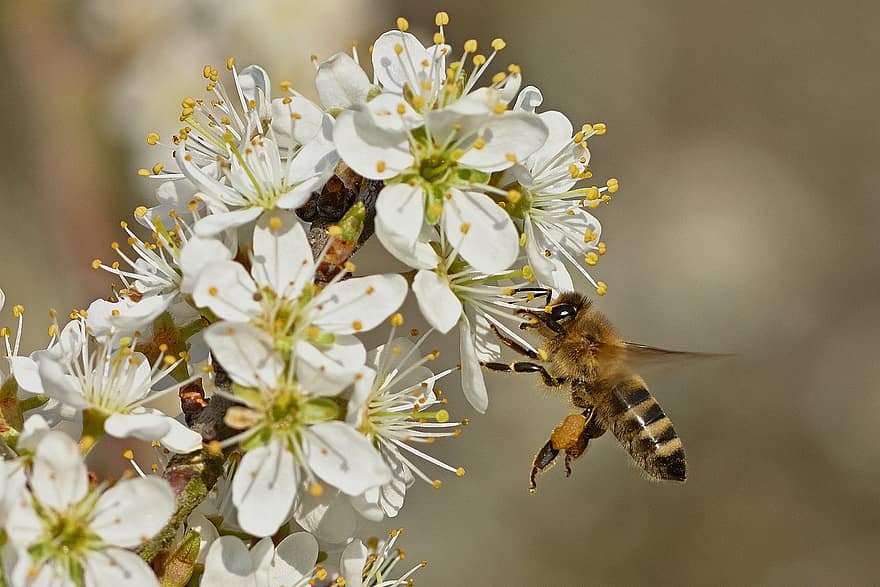 медоносна бджола, квіти, пилок, запилюють, запилення, бджола, перетинчастокрилі, білі квіти, цвітіння, комаха, крилате комаха