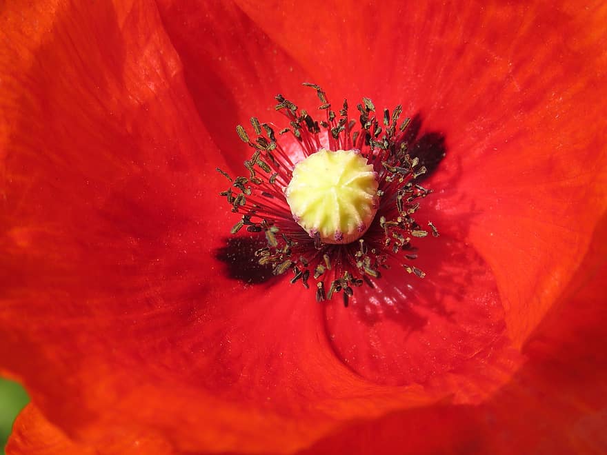 opium, menandai, mekar, merah, serbuk sari, bunga, sayur-mayur, hijau, flora, papaverfamilie, Taman bunga