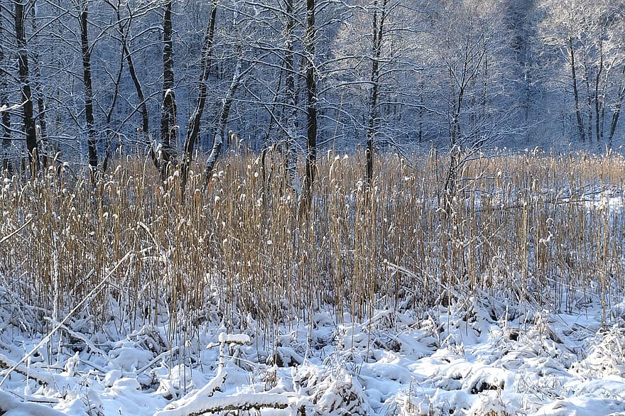 Grass, Trees, Snow, Winter, Frost, Frozen, Ice, Cold, Reed, Woods, Meadow