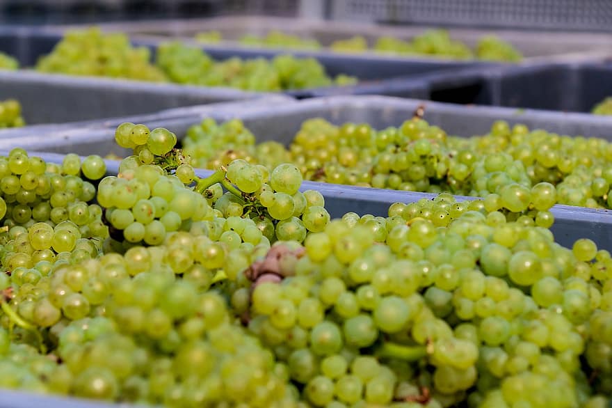 vynuogės, vaisiai, žalios vynuogės, gaminti, derlius, vynuogininkystė, dėžės