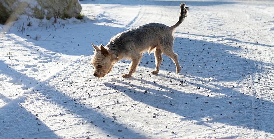 hund, snö, vinter-, utomhus, djur-, yorkshire, hund-, ras
