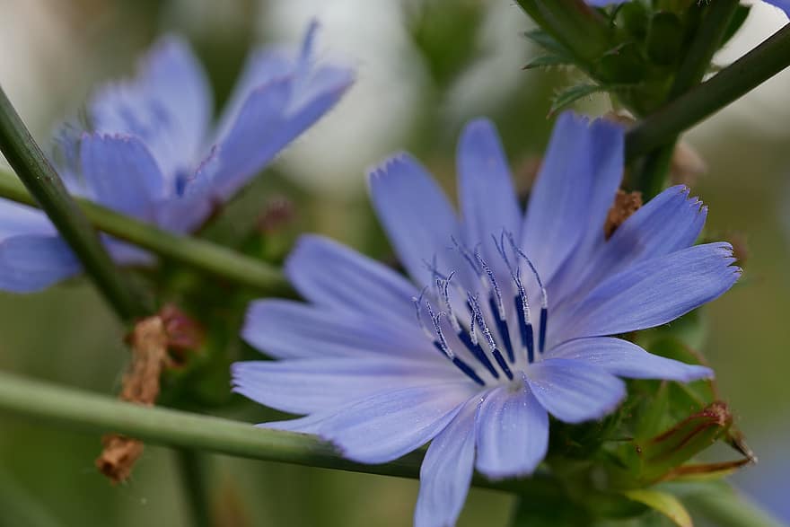 цвете, синьо цвете, листенца, сини венчелистчета, цвят, разцвет, флора, цветарски, градинарство, ботаника