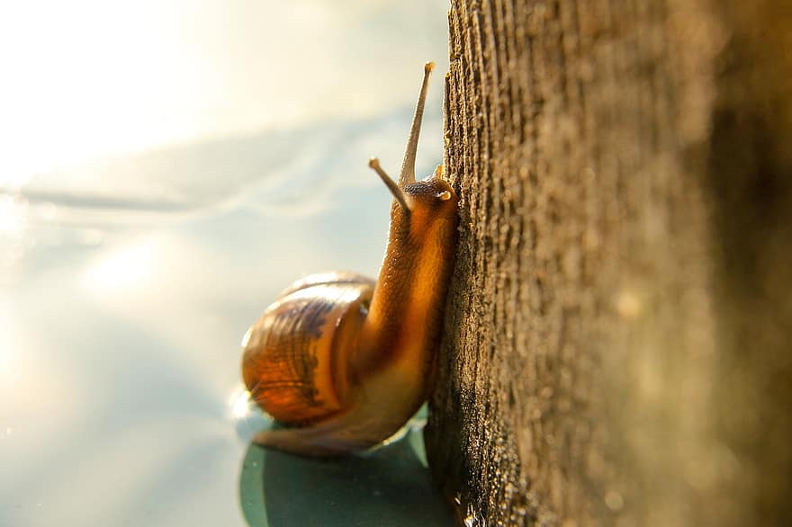 Macro, Snail, Nature, Clam, Slowly, Shell, Creeps, Slug, Summer, Little, Invertebrates