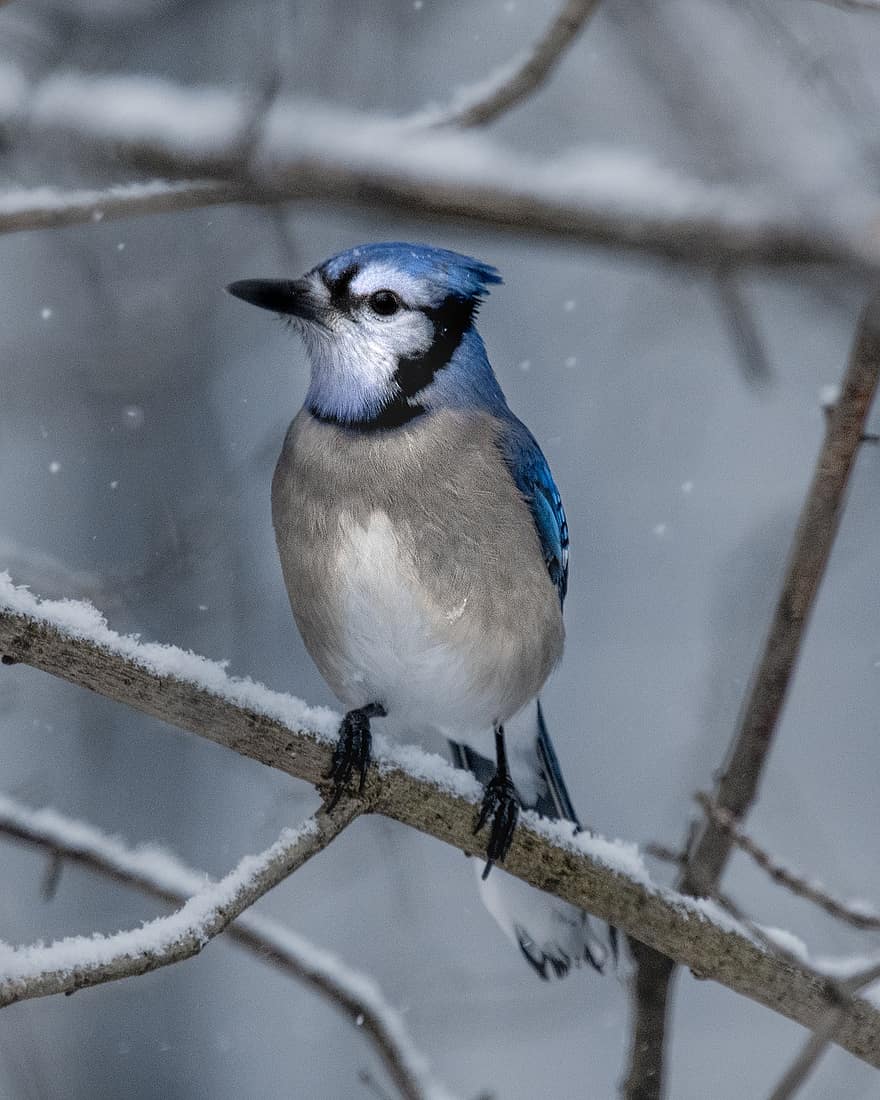 птица, голубая сойка, певунья, снег, животное, живая природа, птичий, взгромоздился, орнитология
