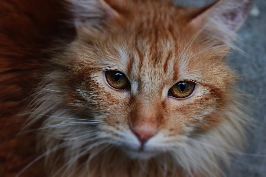 katt, perser, orange, persisk katt, orange katt, kattens ögon, polisonger, nos, munkorg, porträtt, kattporträtt