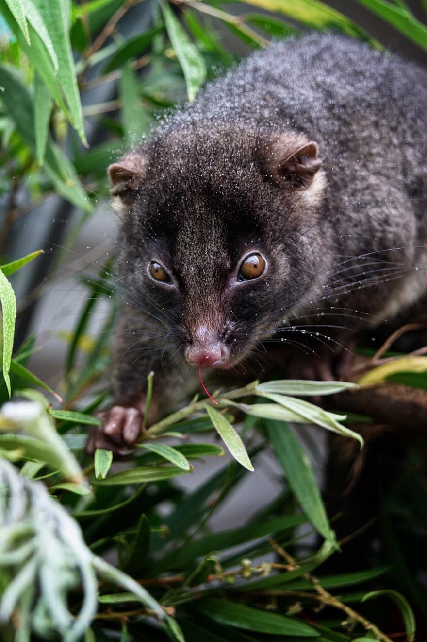 Western Ringtail Possum, có túi, Thiên nhiên, Châu Úc, động vật có vú, cực kỳ nguy cấp, động vật hoang dã, dễ thương, vật nuôi, lông thú, đang nhìn