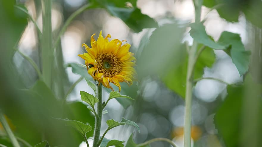 bunga matahari, bidang, alam, kuning, bunga-bunga, taman, di luar rumah, pertumbuhan, berkembang, mekar, flora