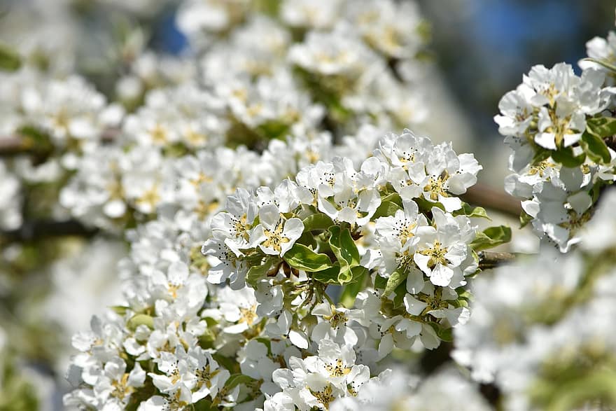 hruškový květ, květ, jaro, bílý, strom, větev, rozkvět