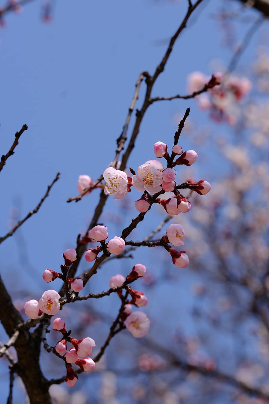 flores de ameixa, flores cor de rosa, natureza, Primavera, flores, ramo, primavera, flor, árvore, fechar-se, temporada