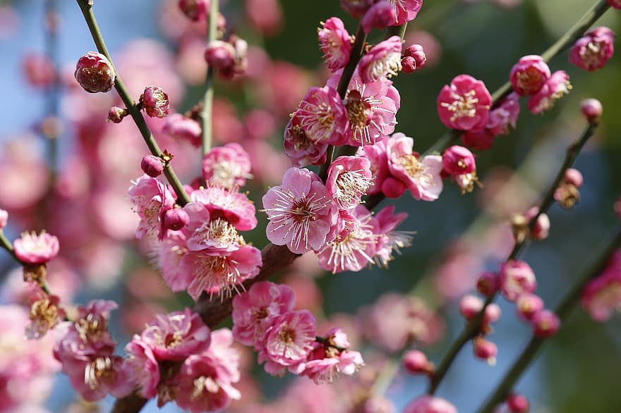 梅の花、フラワーズ、木、ピンクの花、咲く、花、工場、フローラ、パーク、自然、春