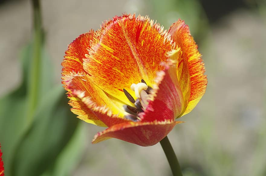 Tulpe, orange Tulpe, orangene Blume, Blume, Schweiz, Morges, Natur, Garten, Nahansicht