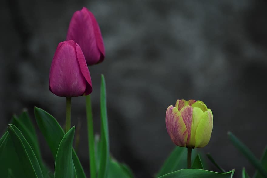 flors, tulipes, brots, pètals, planta, jardí, flora, floral, fullatge, primavera