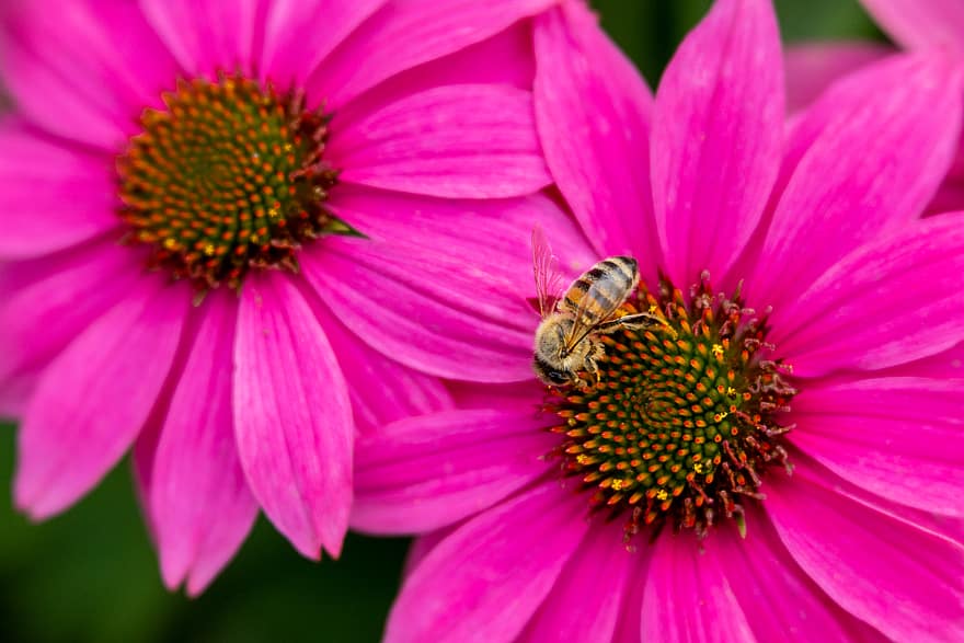 пчела, пружина, цвете, цветен прашец, природа, на открито, крила, градина, разцвет, цвят, ботаника