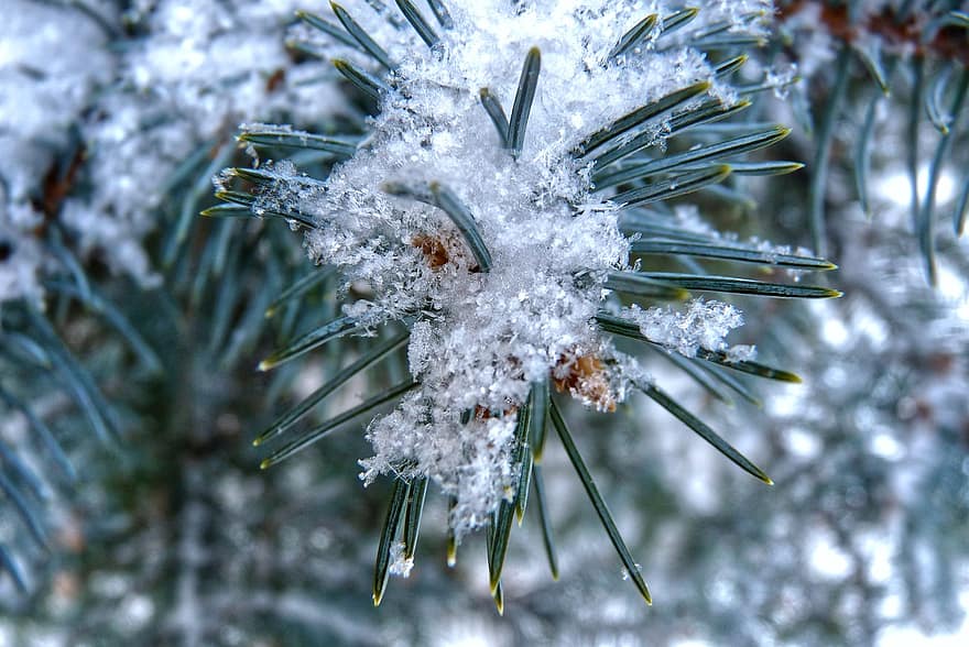sne, natur, kold, vinter, frost, snefnug, fyrretræ, bump, jul, tæt på, sæson