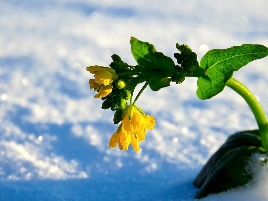 virág, sárga virág, hó, növény, téli, hideg, szirmok, fagyott