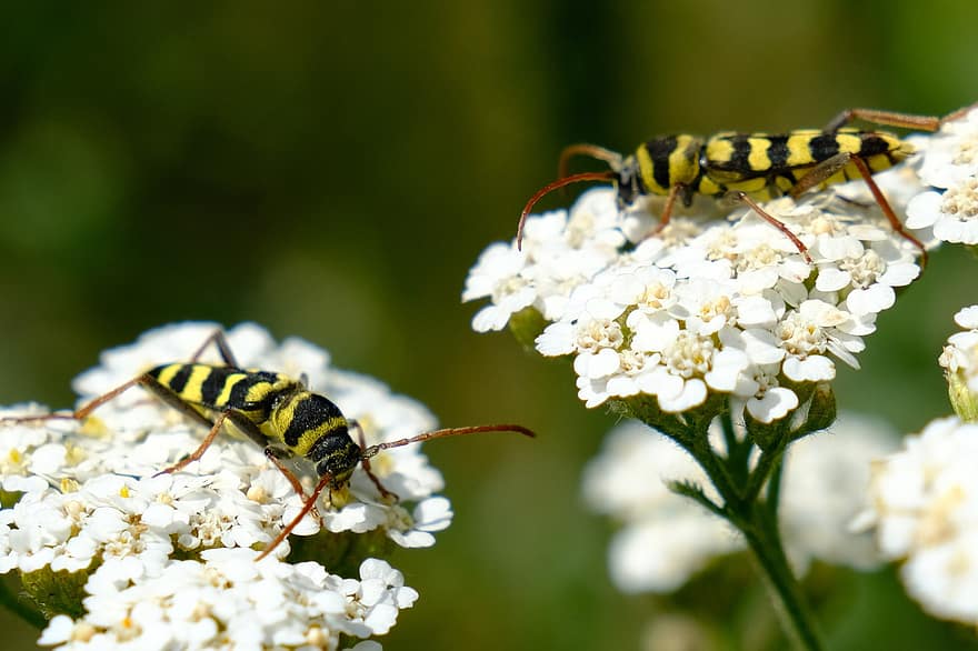 Escarabajo de cuernos largos, escarabajos, las flores, insectos, Flores blancas, flores silvestres, planta, prado, naturaleza