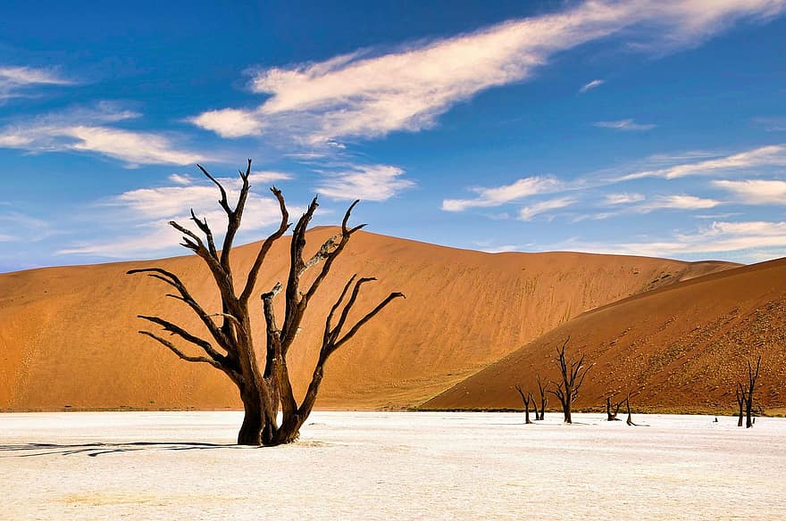cielo, paesaggio, sfondo, albero, deserto, namibia, padella di creta, siccità, Africa, sabbia, dune