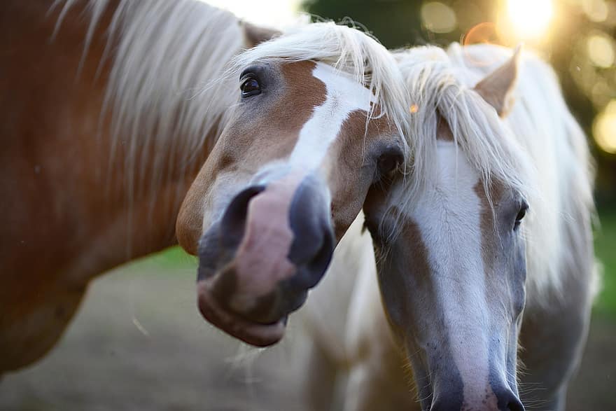 heste, dyr, kærlighed, portræt, nuttet, manke, pony