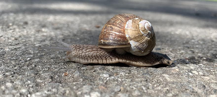 Snail, Shell, Mollusk, Species, close-up, slimy, slow, crawling, macro, gastropod, animal shell