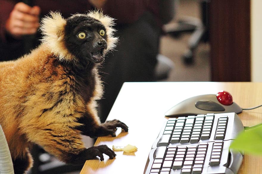 Keyboard, Animals, Lemur, Typing, Funny