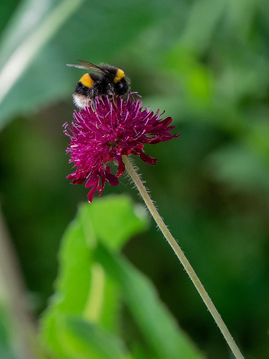 Purple, Pink, Bachelor's, Button, Burgundy, Flower, Petals, Bumble, Bee, Insect, Summer