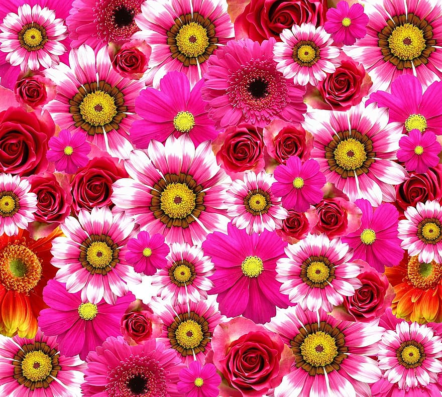 꽃들, 빨간, 자연, 빨간 꽃, 장미, 식물, 붉은 장미, 플로라, 꽃