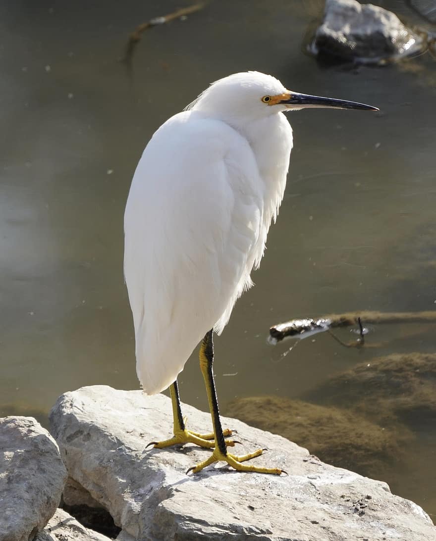 egreta nevada, egret, ocell, blanc, ocell blanc, plomes blanques, aigua, Garza blanca, Wader, plomes, plomatge