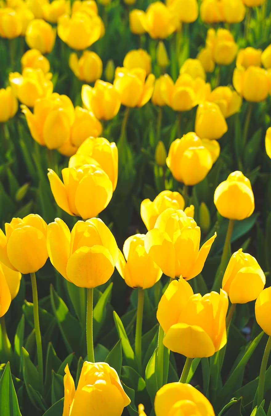 blomster, tulipan, forår, natur, flora, plante, gul, Republikken Korea, Korea, botanik, flor