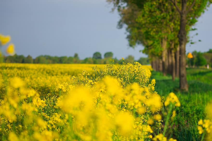 dzelteni ziedi, rapšu sēklas, rapsi, izvarošanas lauku, ziedi, jomā, raksturs, lauksaimniecību, ainavu, lauku ainas, dzeltens