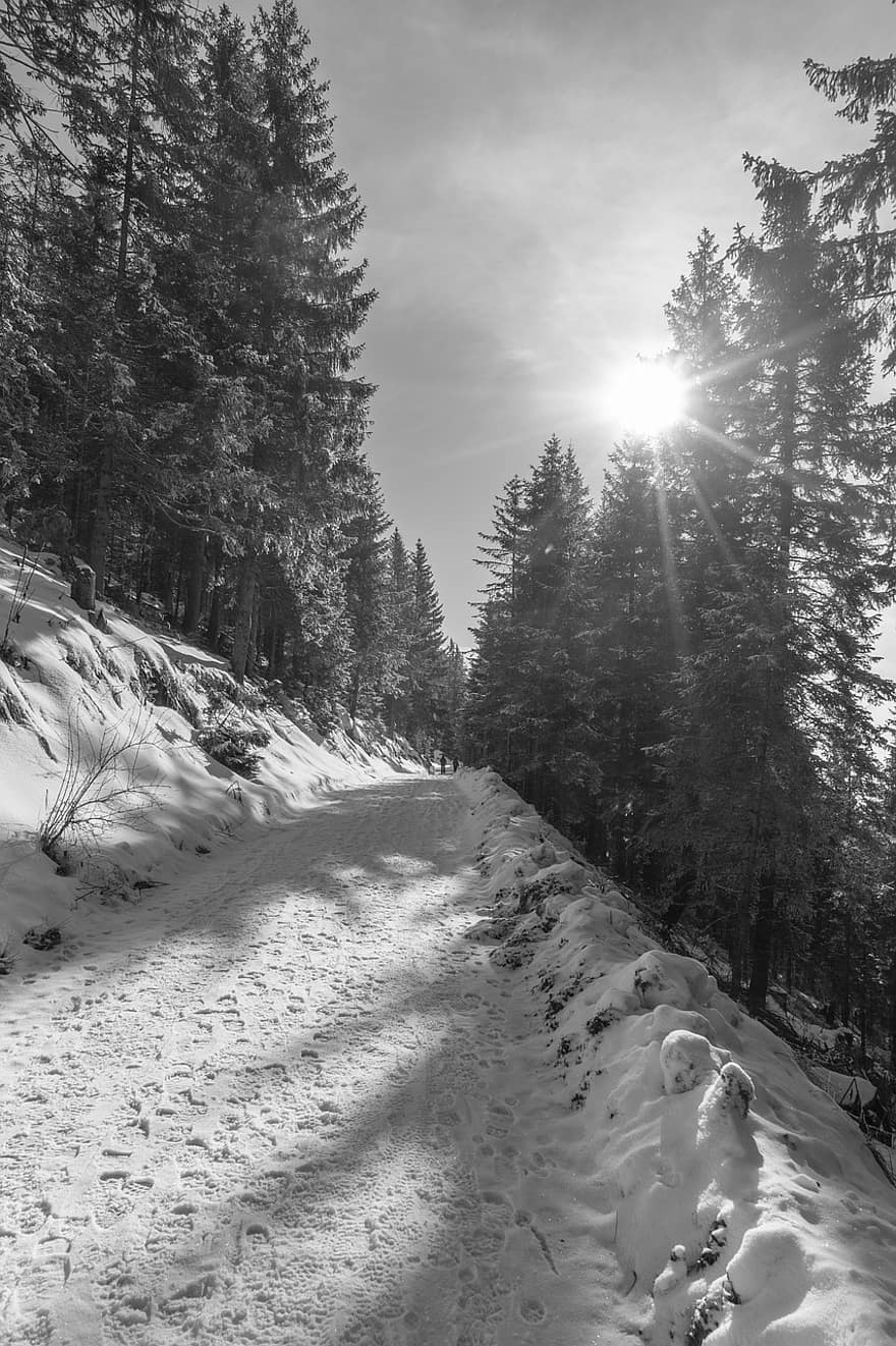 schöckel, χειμώνας, χιόνι, μονοπάτι, φύση, δάσος, μαύρο και άσπρο, Αυστρία