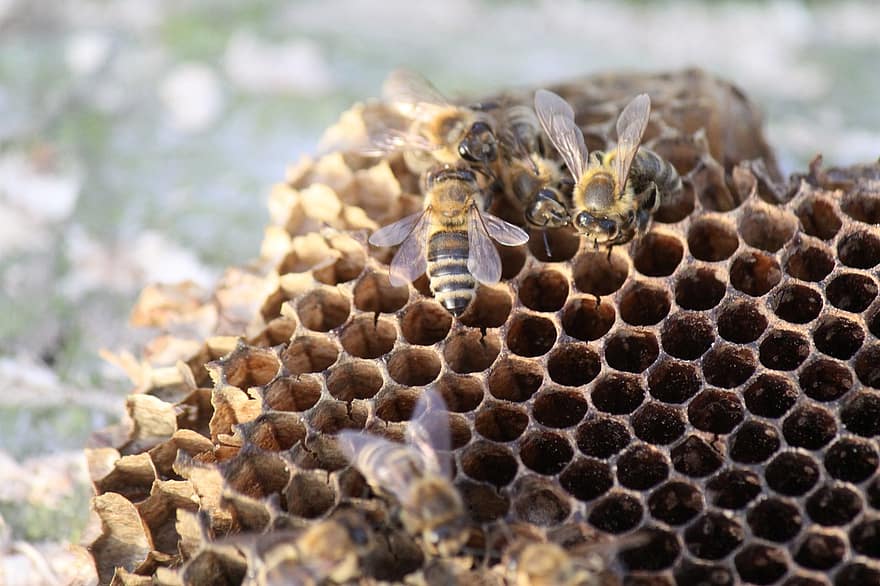 कीट, मधुमक्खियों, कीटविज्ञान, जाति, मैक्रो, मधुमक्खी का छत्ता