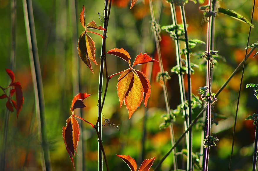 葉、植物、秋、紅葉、秋の季節、小枝、自然、屋外、フローラ