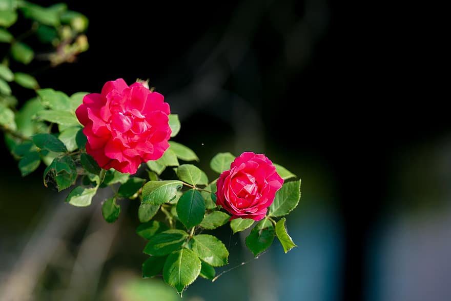 Hoa hồng, bông hoa, hoa dại, những bông hoa mùa xuân, Hàn Quốc, cây, cánh hoa, sự phát triển
