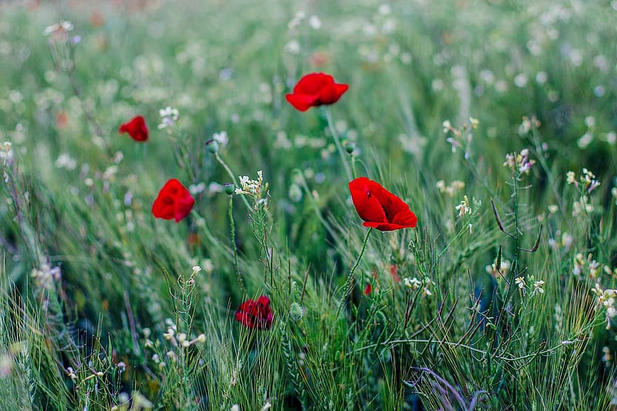 Poppy, Grass, Field, Flowers, Red Flowers, Bloom, Flora, Plants, Meadow, Nature, Flower