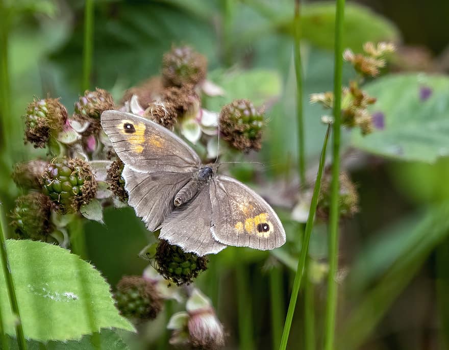 Weide-bruine-vlinder, coulissen