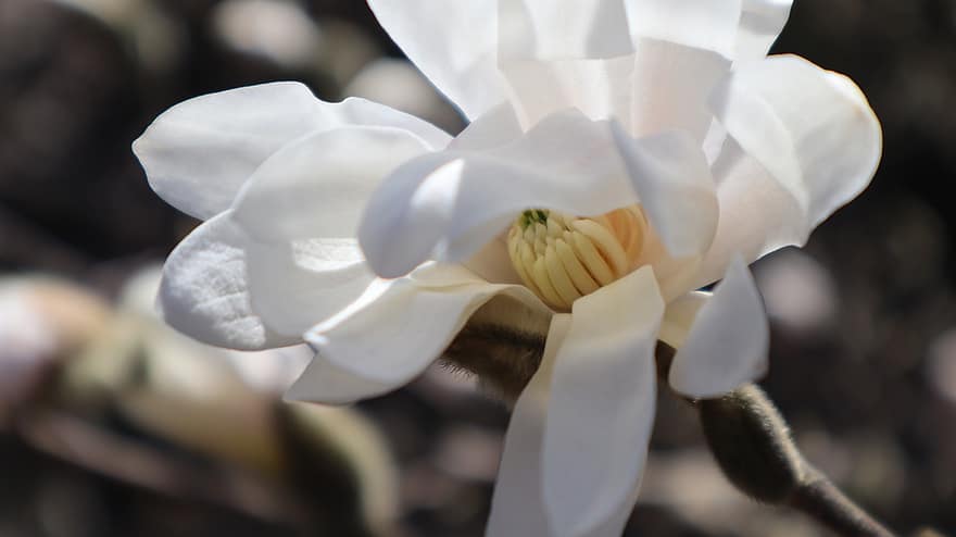 flor, magnolia, floración, primavera, blanco, planta, naturaleza, árbol, crecimiento, de cerca, pétalo