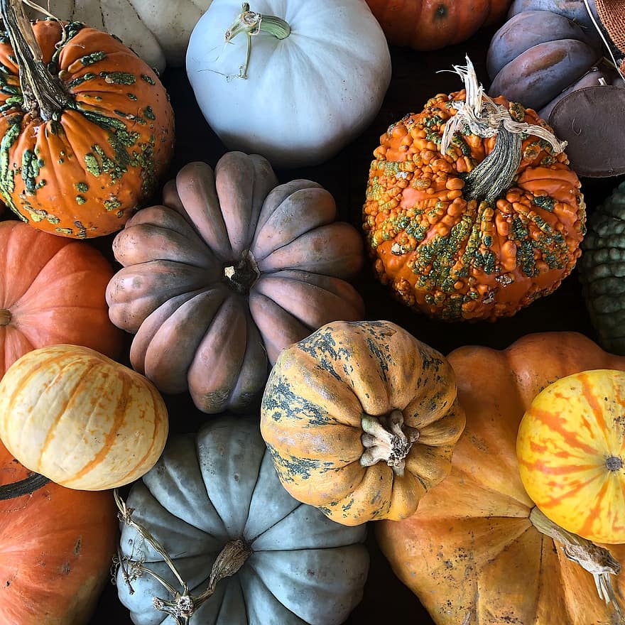 かぼちゃ、収穫、秋、野菜