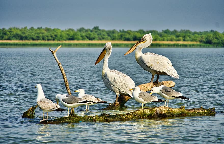 pelikánok, sirályok, madarak, vízi madarak, vadvilág, víz, óceán, log, fák