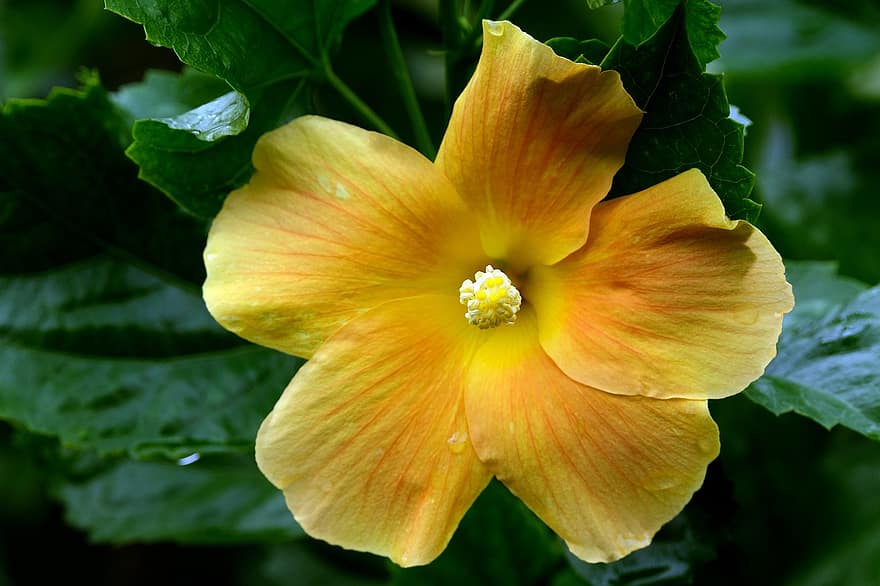 жълто цвете, жълт хибискус, хибискус, цвете, флора, природа, макро