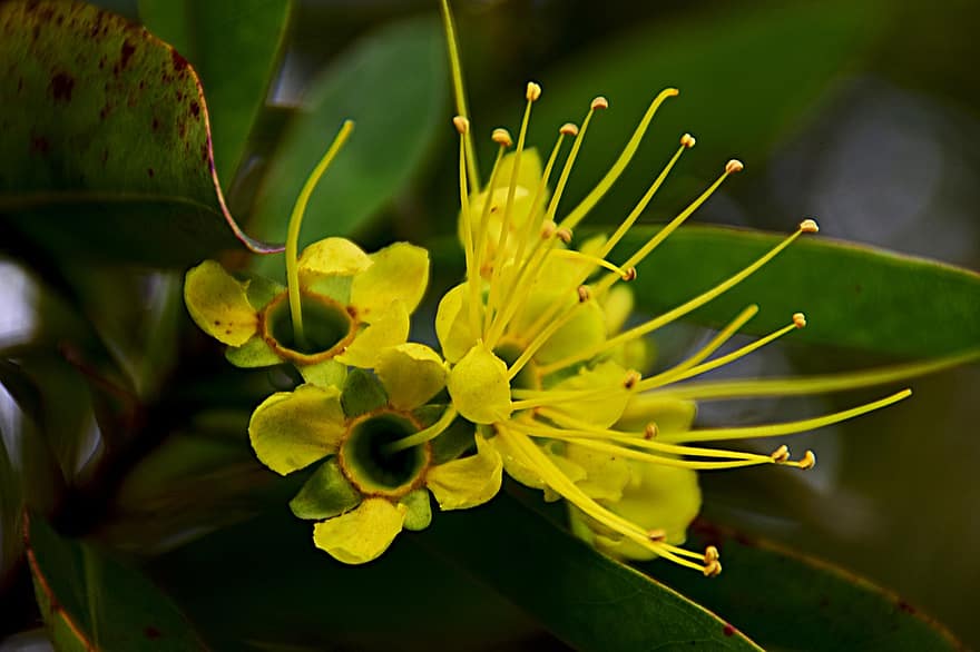 Golden Penda, Flower, Plant, Yellow Flowers, Petals, Umbel, Bloom, Flora, Nature, leaf, close-up