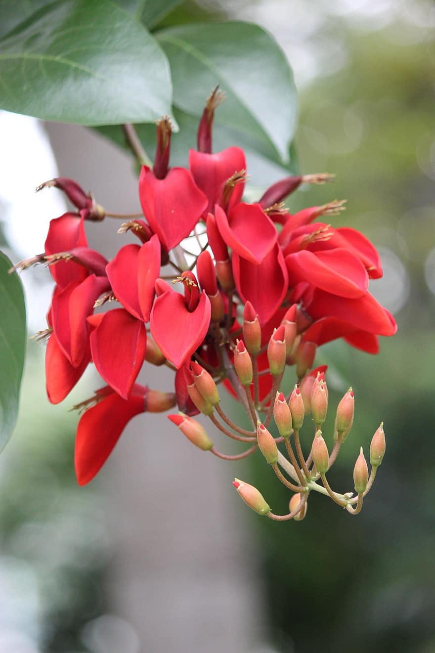 røde blomster, erythrina crista-galli, cockspur coral tree, blomstrende tre, blomster, blomst, natur, nærbilde, blad, anlegg, blomsterhodet