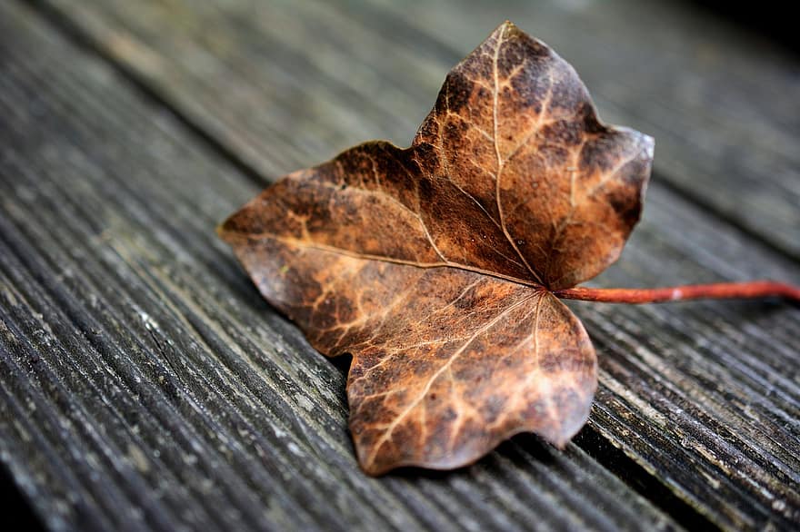 лист, осенний лист, лист плюща, осенняя листва, осенние краски, осень, цвет осени, Осеннее настроение, время года