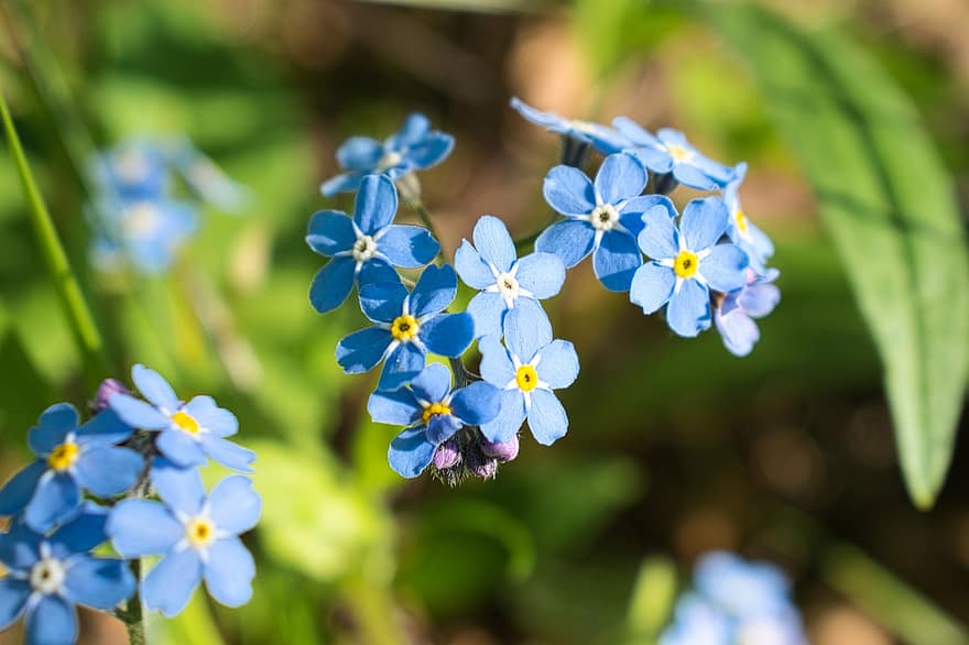 Flowers, Forget-me-not, Bloom, Blue, Forest, Botany, Blossom, Growth, close-up, plant, flower