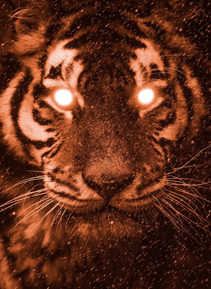 tiger, dyreliv, dyr, rovdyret, katt, farlig, oransje, Kunst, design, øyne, feline