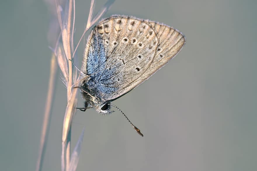 나비, 곤충, 날개 달린 곤충, 나비 날개, 동물 상, 자연, 닫다, 마자린 블루 나비, 곤충학, 매크로, 동물 날개