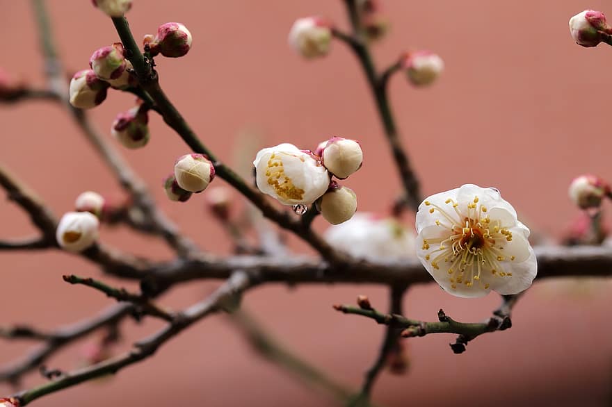 Plum Blossoms, White Flowers, Spring Flowers, Spring, Plum Tree, Flowers, branch, flower, close-up, springtime, plant
