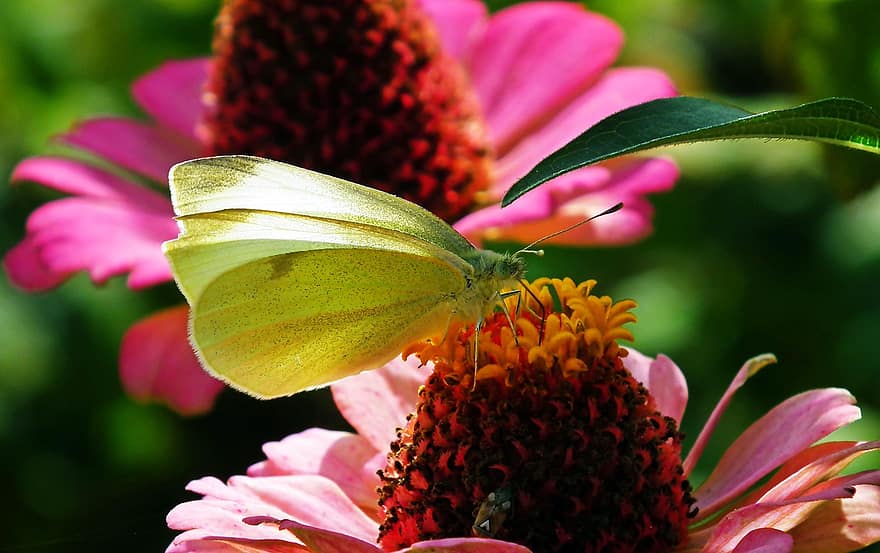 motýl, hmyz, květiny, bielinek, křídla, barvitý, zahrada